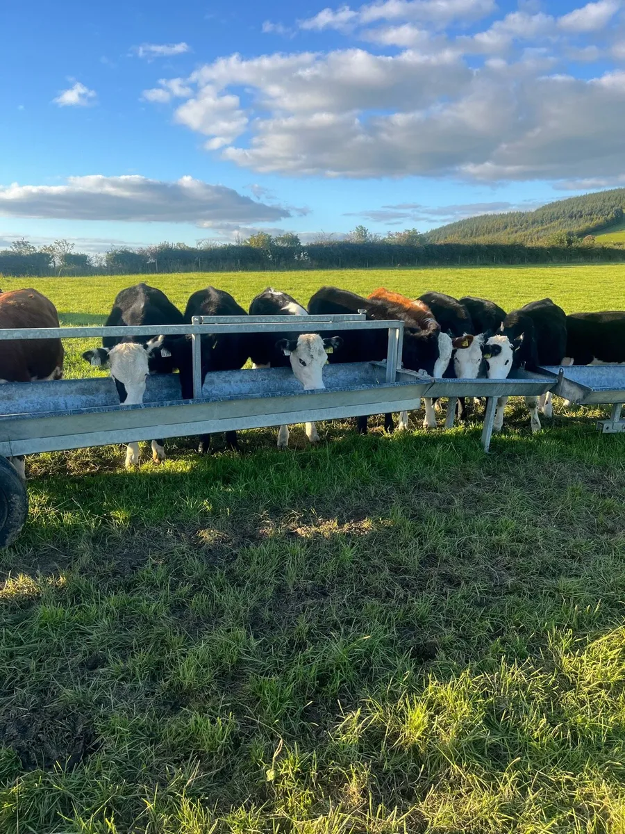 11 weanling heifers 210kg - Image 1