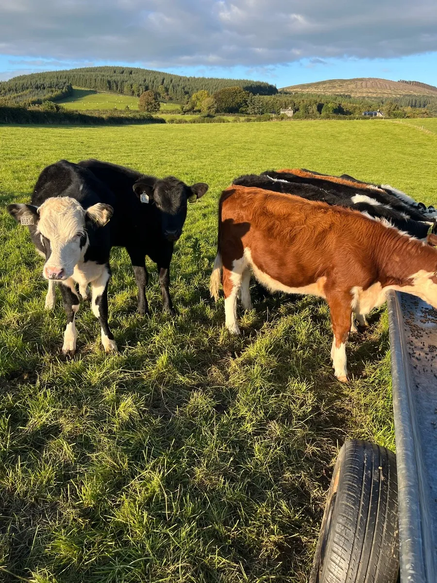 11 weanling heifers 210kg - Image 2