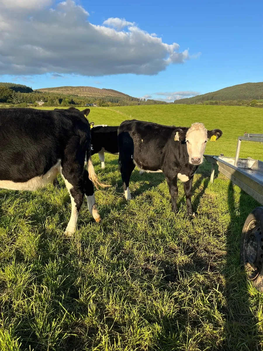 11 weanling heifers 210kg - Image 3