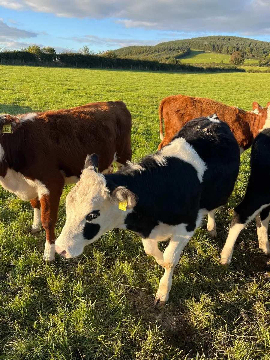 11 weanling heifers 210kg - Image 4