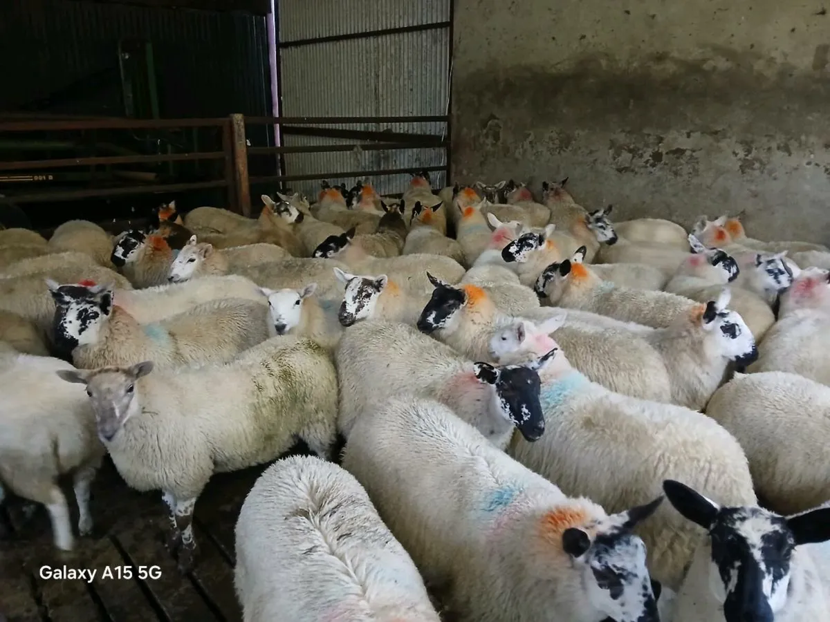 Ewe Lambs - Image 2