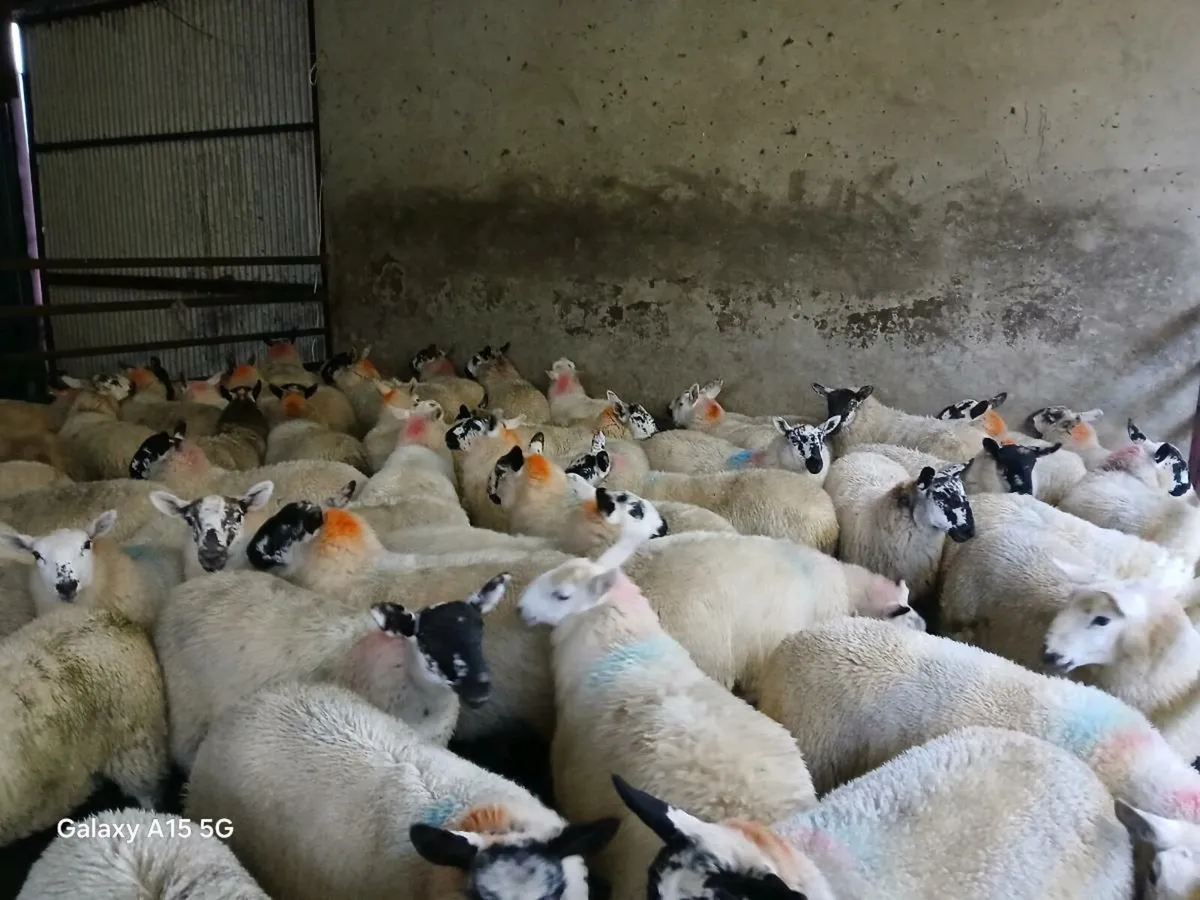 Ewe Lambs - Image 3