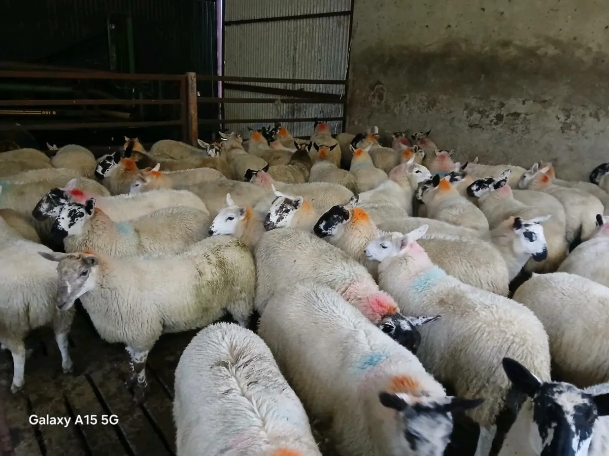 Ewe Lambs - Image 4