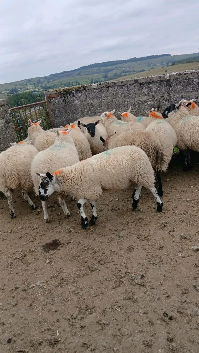 Ewe Lambs - Image 1