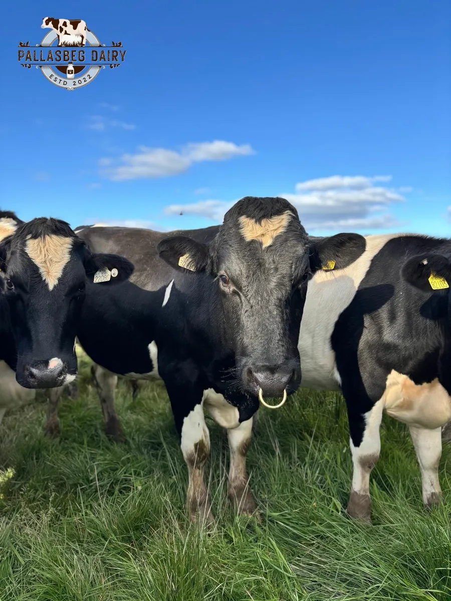 Pedigree BF in-calf  heifers - Image 4