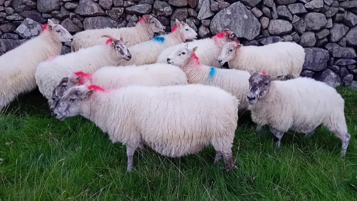 Cheviot cross ewes - Image 2