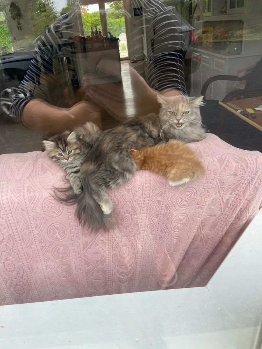 Kittens - Image 1