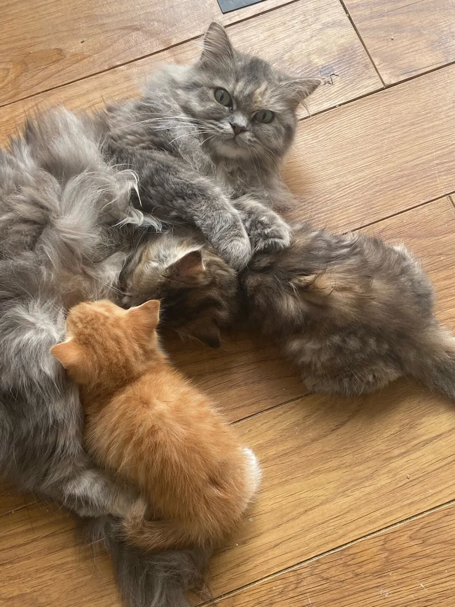 Kittens - Image 2