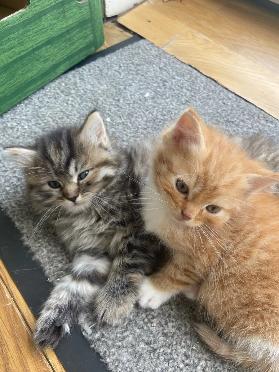 Kittens - Image 3