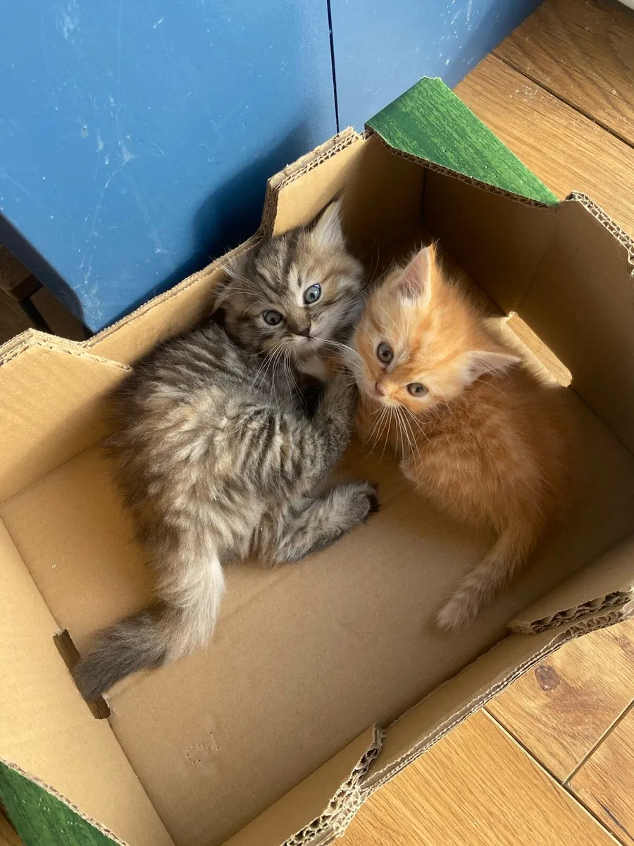 Kittens - Image 4