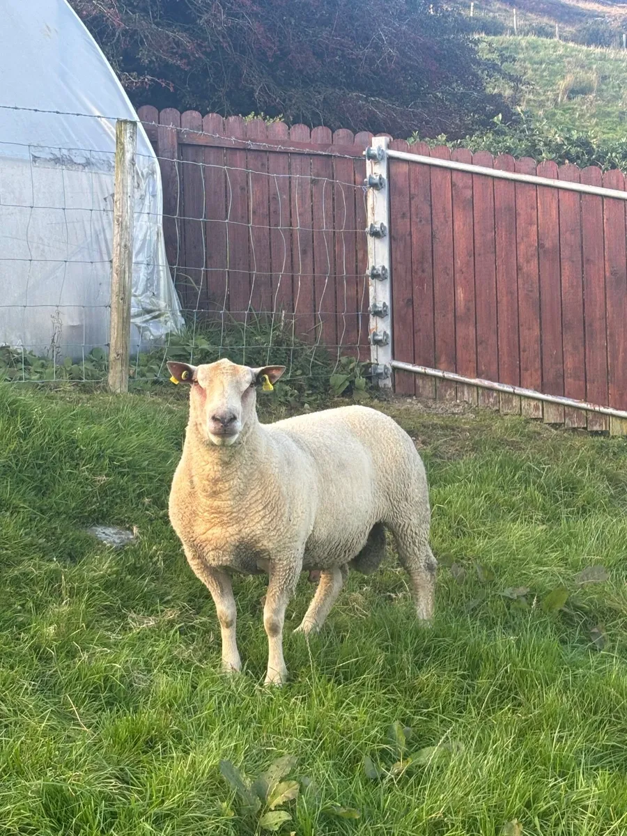5⭐️ Hogget Ram - Image 3
