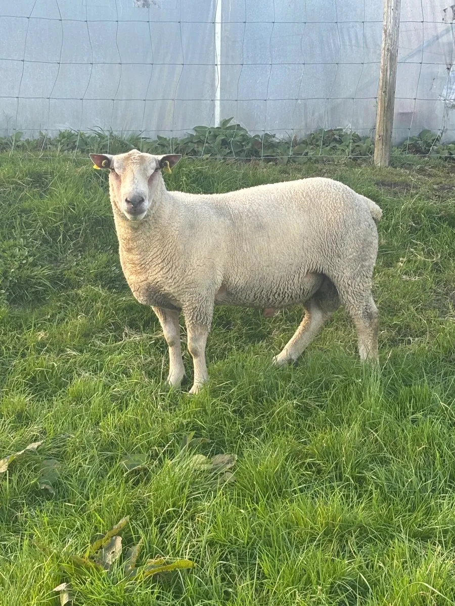 5⭐️ Hogget Ram - Image 4