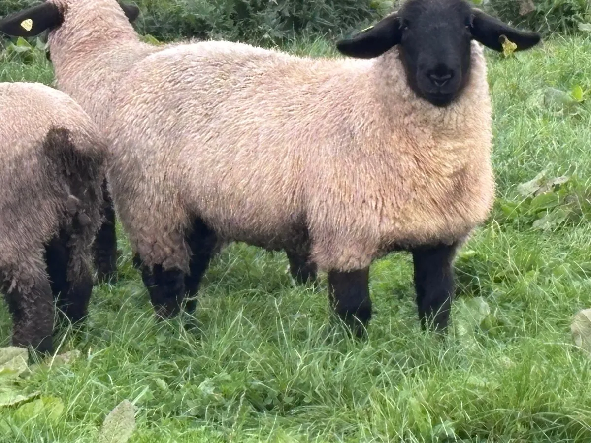 6 P.B.R Suffolk ewe lambs for sale - Image 3