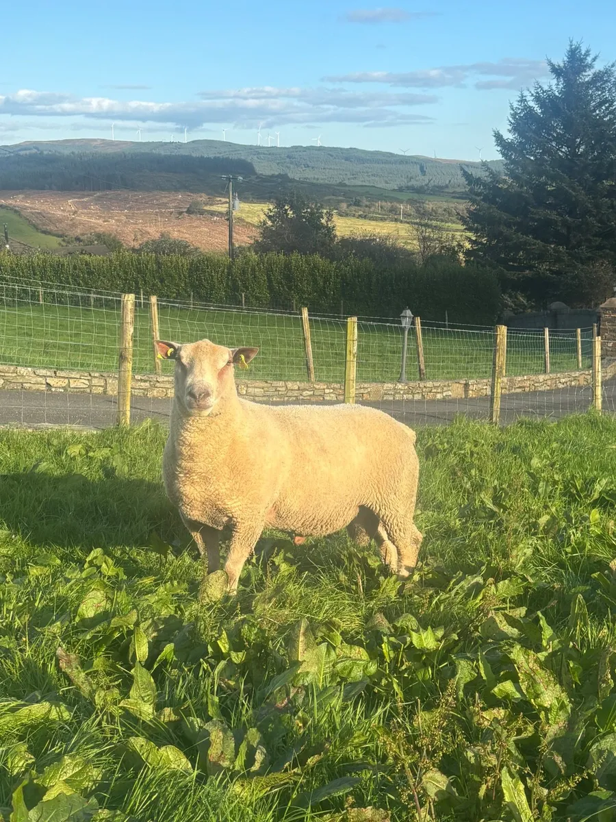 5⭐️ Hogget Ram - Image 1