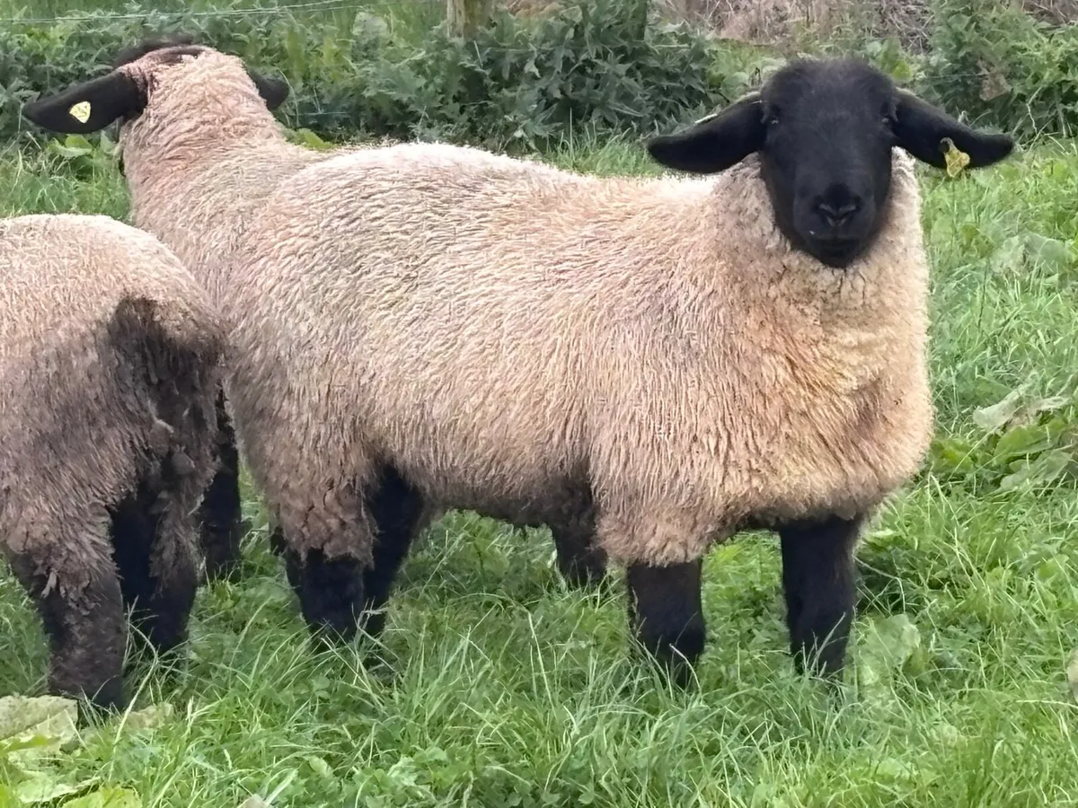 6 P.B.R Suffolk ewe lambs for sale - Image 1