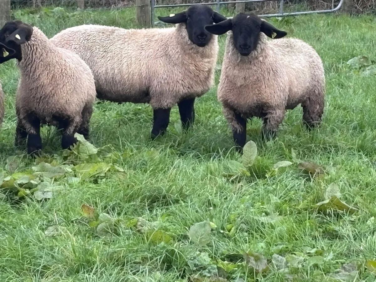 6 P.B.R Suffolk ewe lambs for sale - Image 4