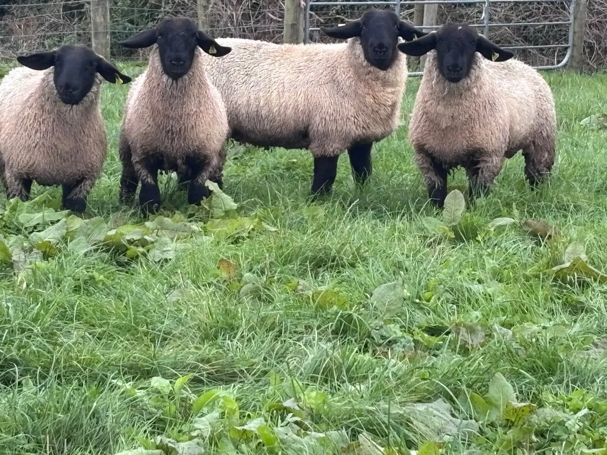 6 P.B.R Suffolk ewe lambs for sale - Image 2