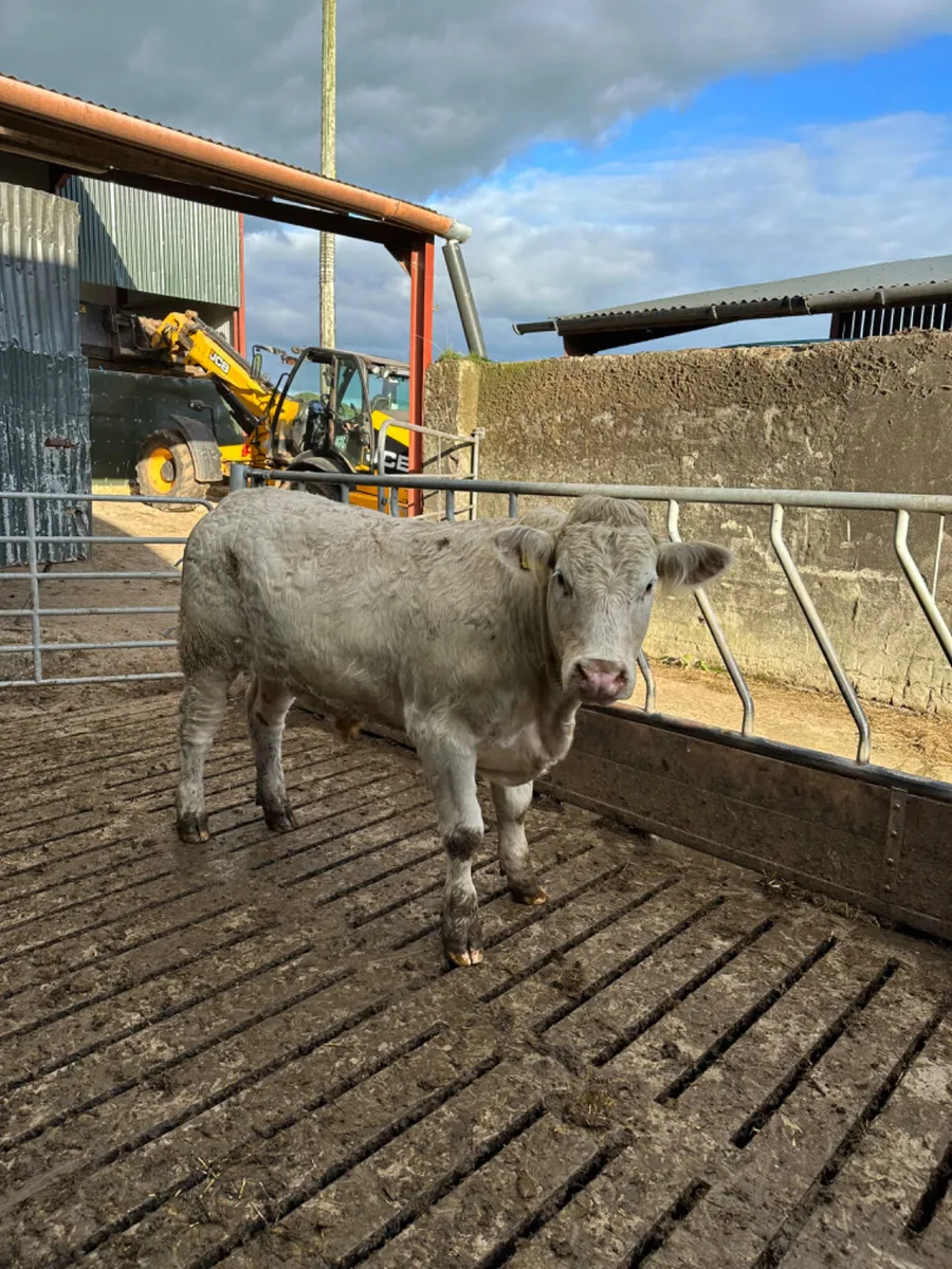 Forward Charolais and lim bullocks - Image 4