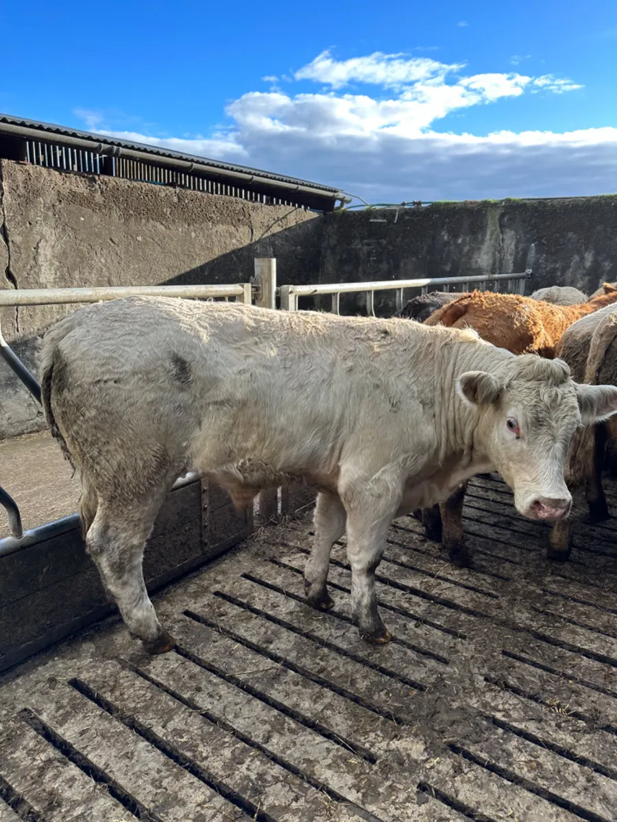 Forward Charolais and lim bullocks - Image 3