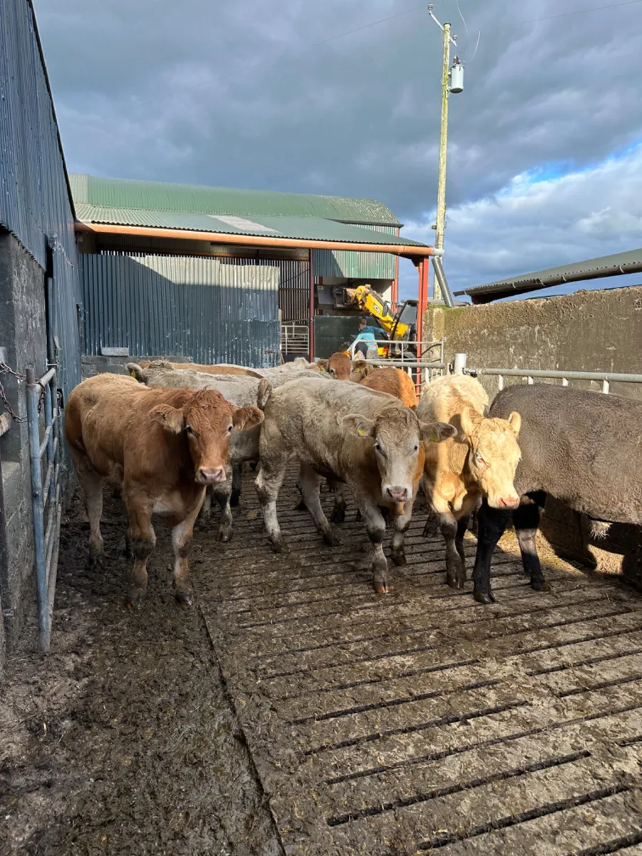 Forward Charolais and lim bullocks - Image 1