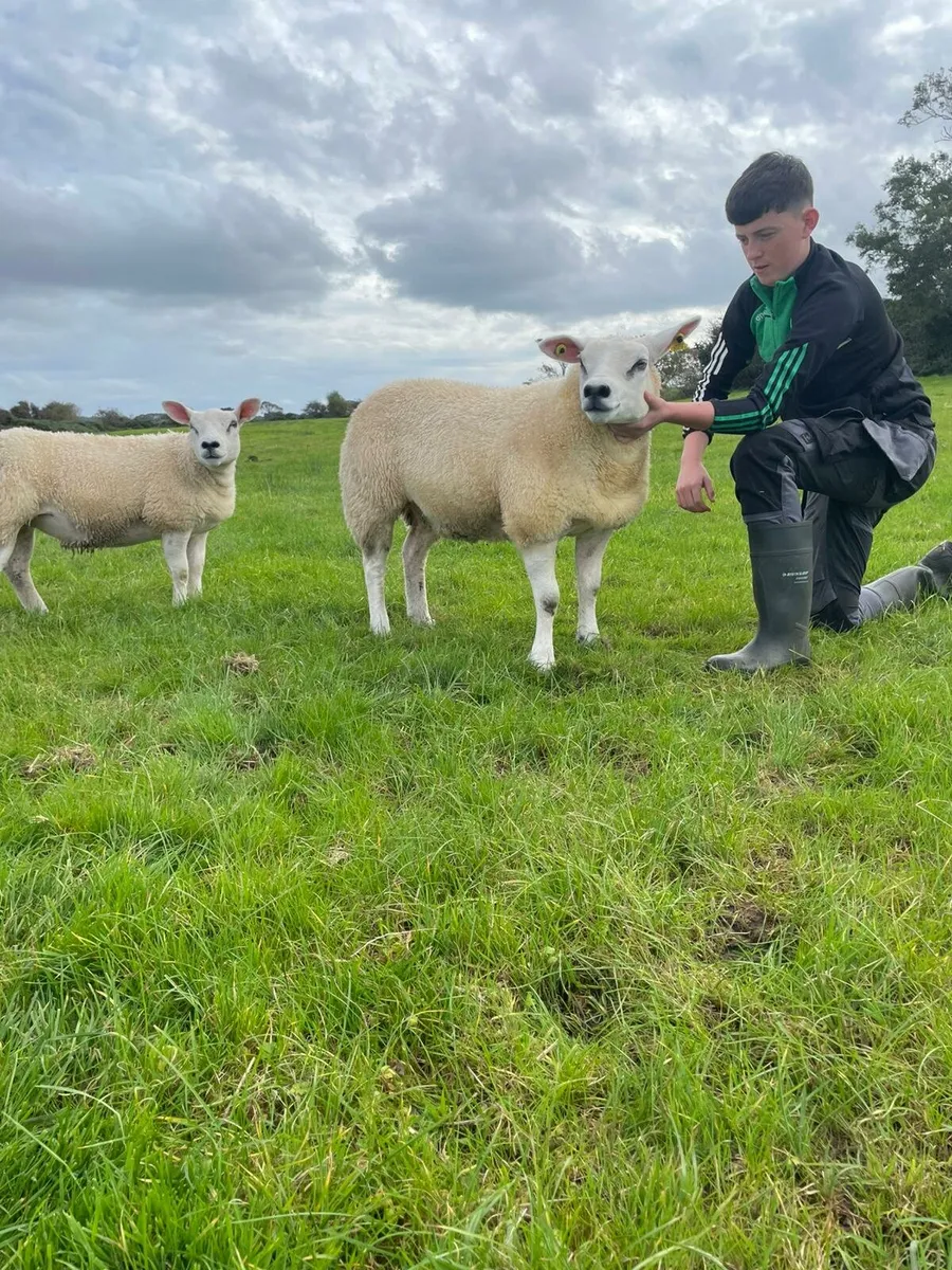 PBNR texel ewe lambs - Image 1