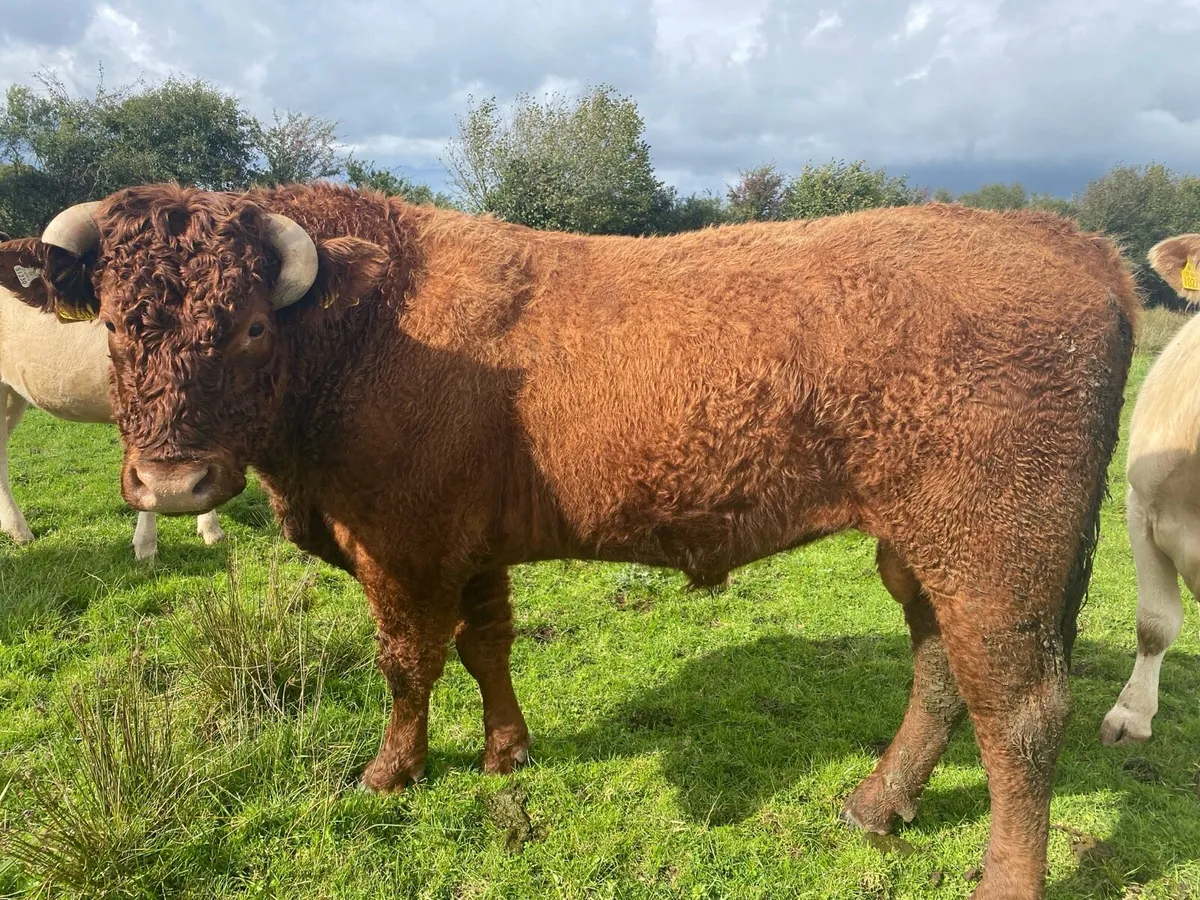 Purebred Saler bull - Image 1