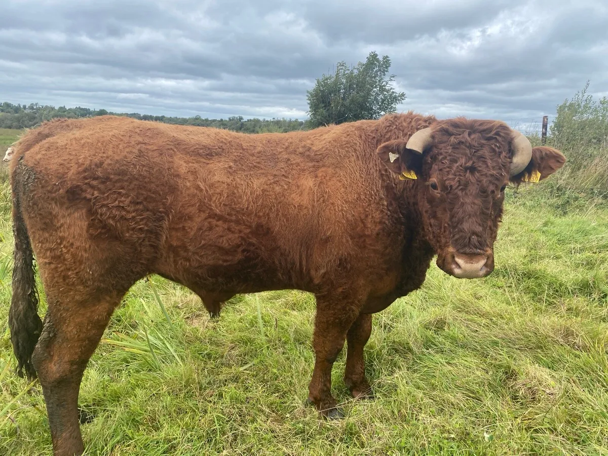 Purebred Saler bull - Image 2
