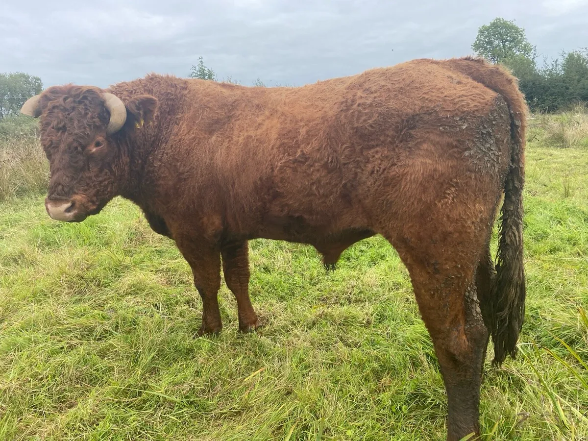 Purebred Saler bull - Image 3