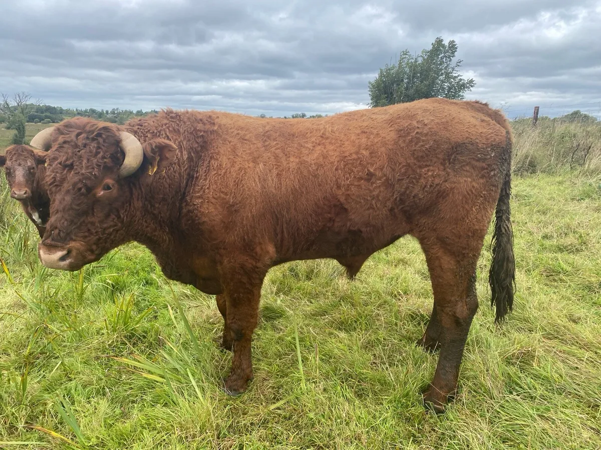 Purebred Saler bull - Image 4