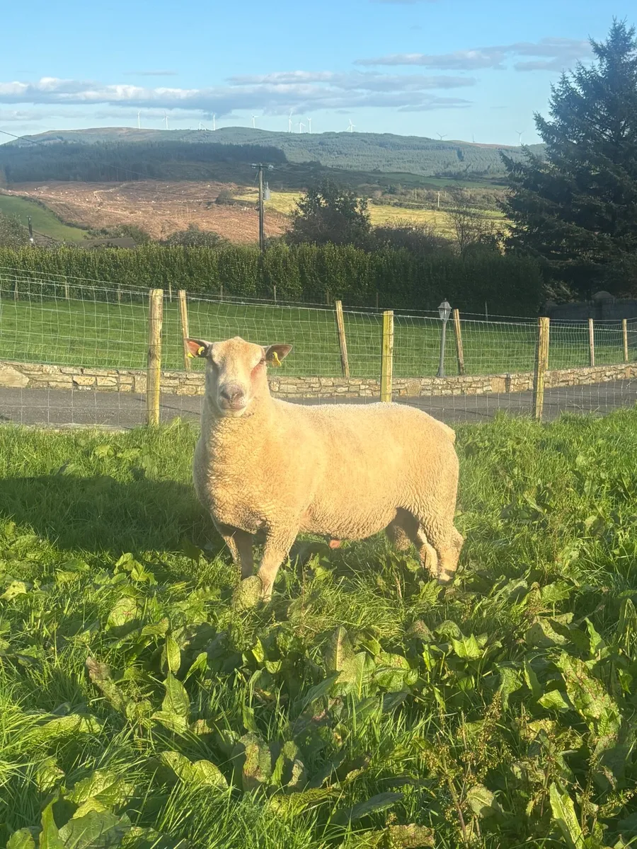 5⭐️ Hogget Ram - Image 2