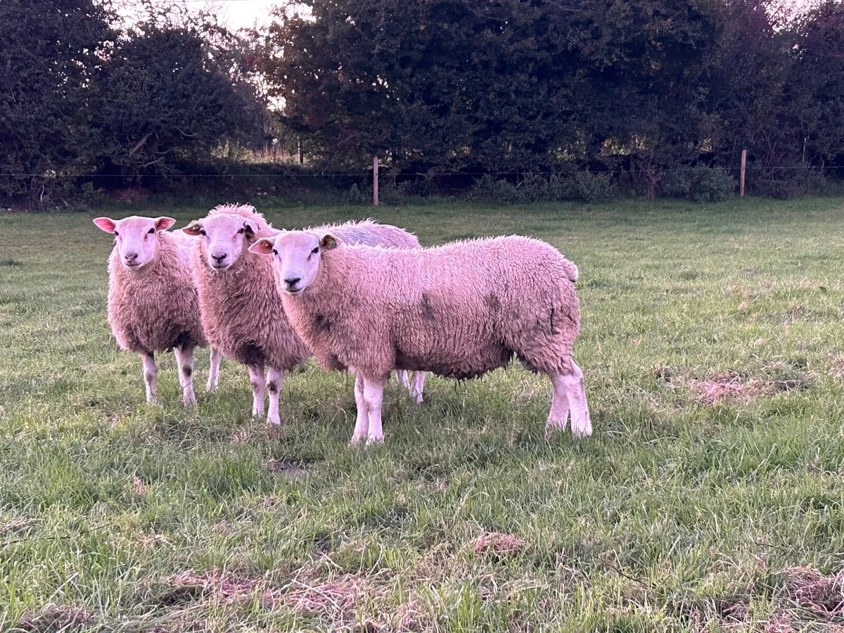 SIS Belclare Ram Lambs - Image 2