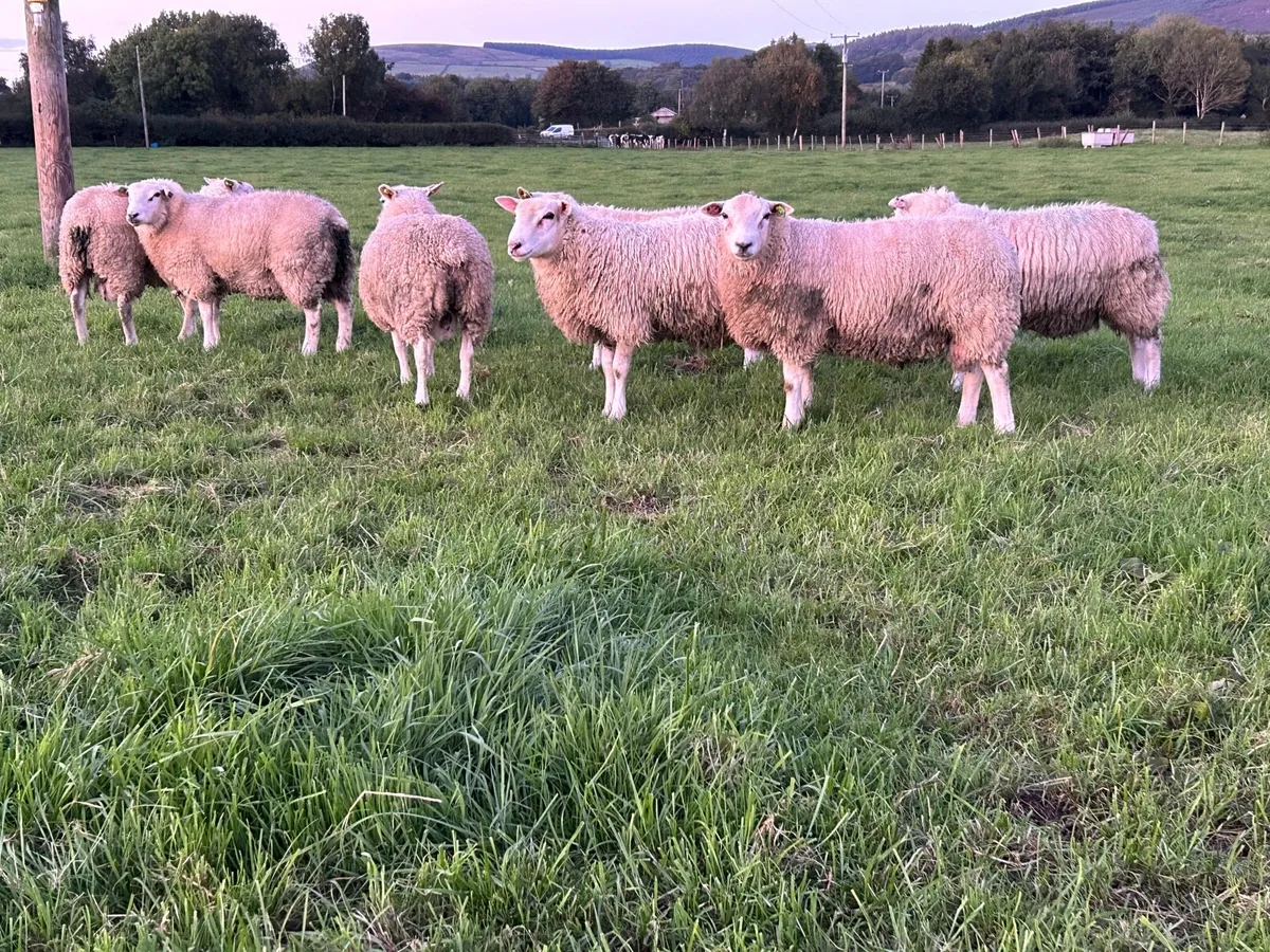 SIS Belclare Ram Lambs - Image 1