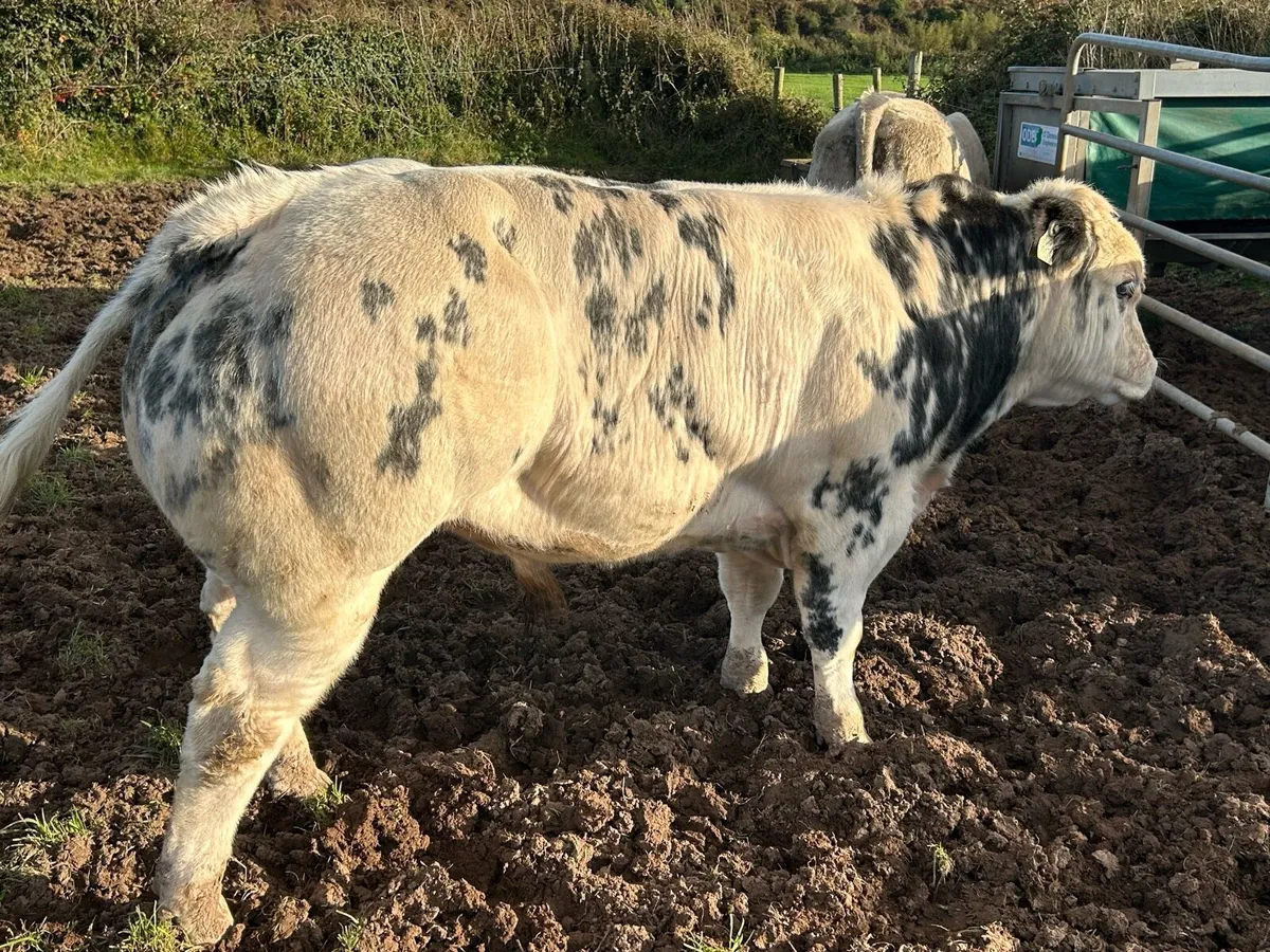 Bull Weanlings for Sale - Image 1