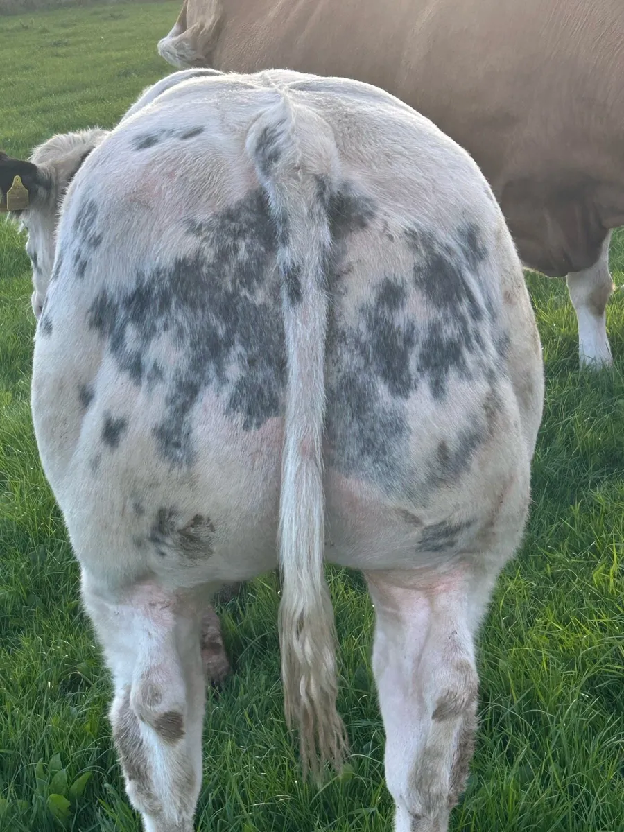 Bull Weanlings for Sale - Image 2