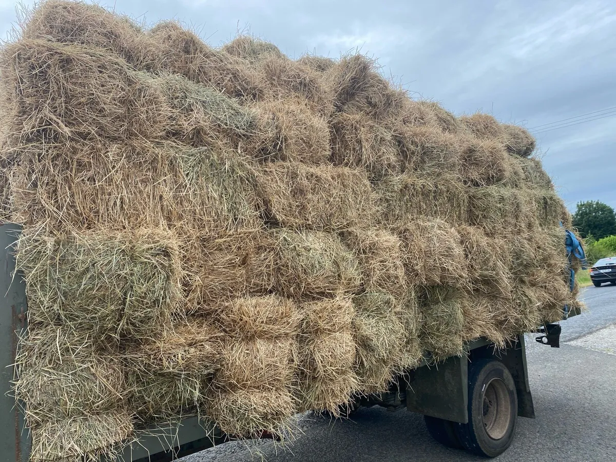 Hay - Image 1
