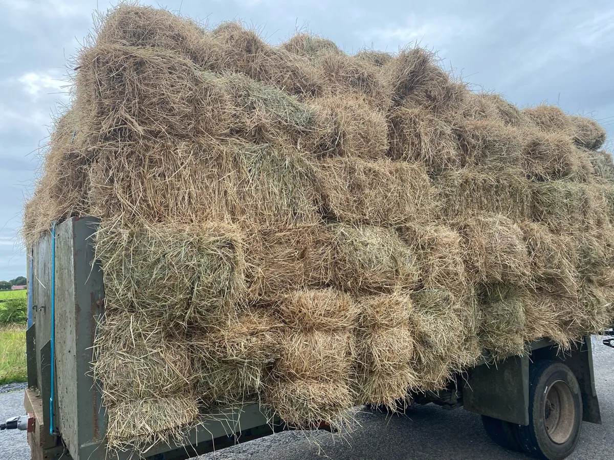 Hay - Image 2