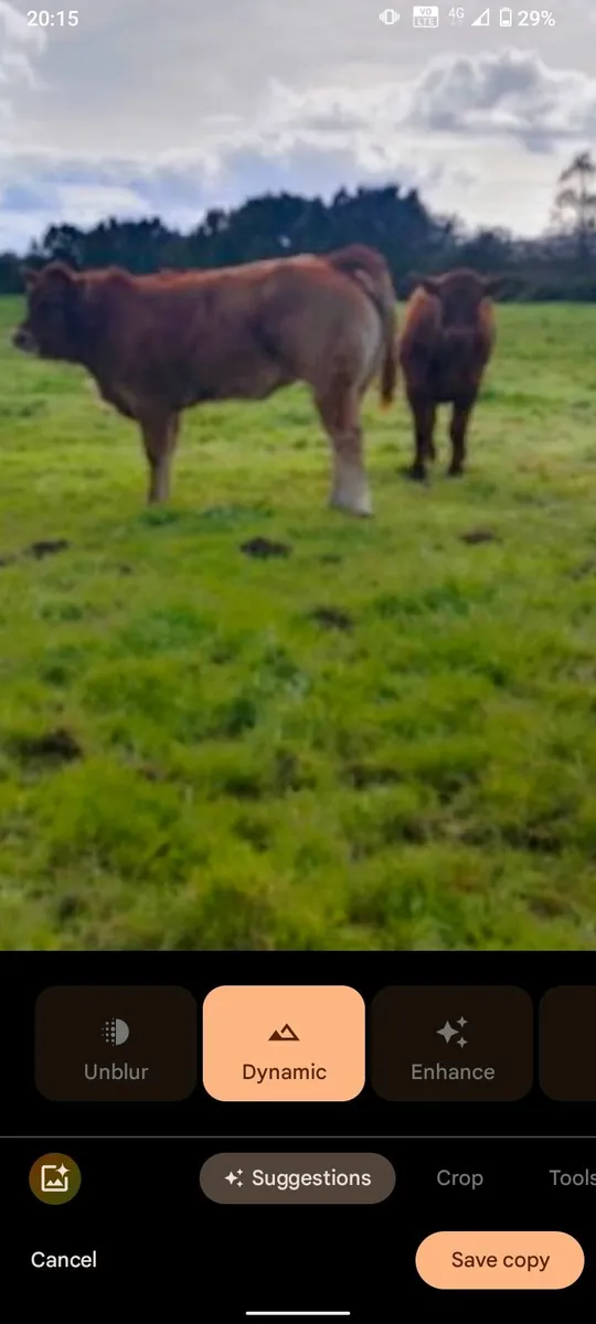 "5 weanling  heifer'ballinrobe show n sale 26Sept" - Image 2