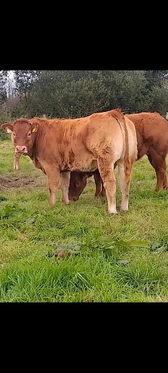 "5 weanling  heifer'ballinrobe show n sale 26Sept" - Image 3