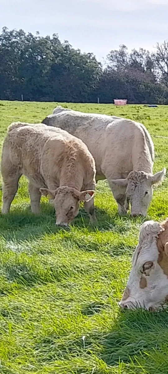 "5 weanling  heifer'ballinrobe show n sale 26Sept" - Image 1