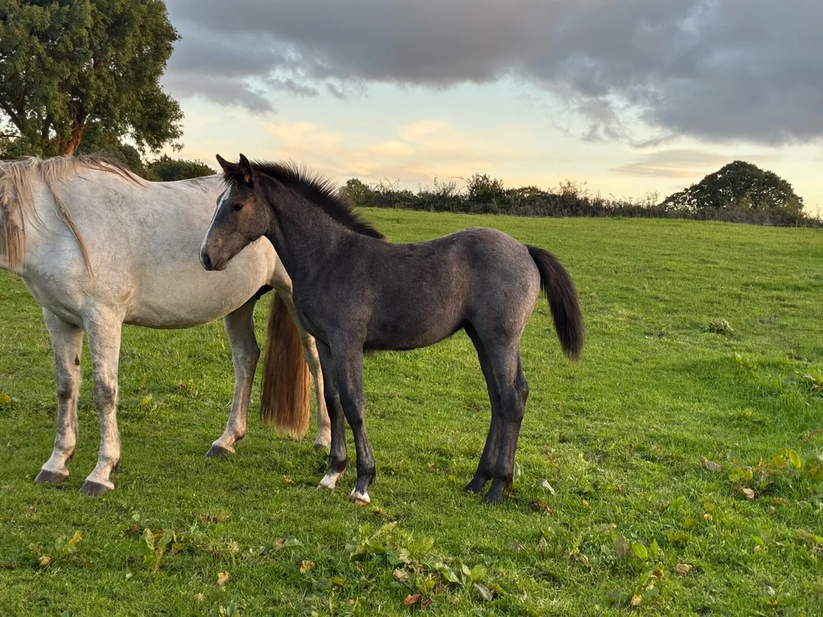 Draught filly foal - Image 2