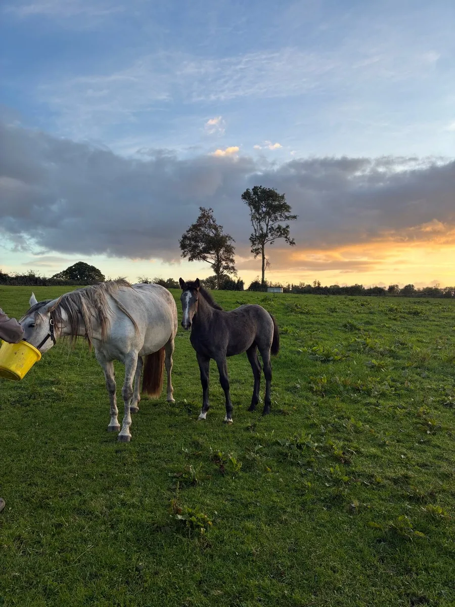 Draught filly foal - Image 3