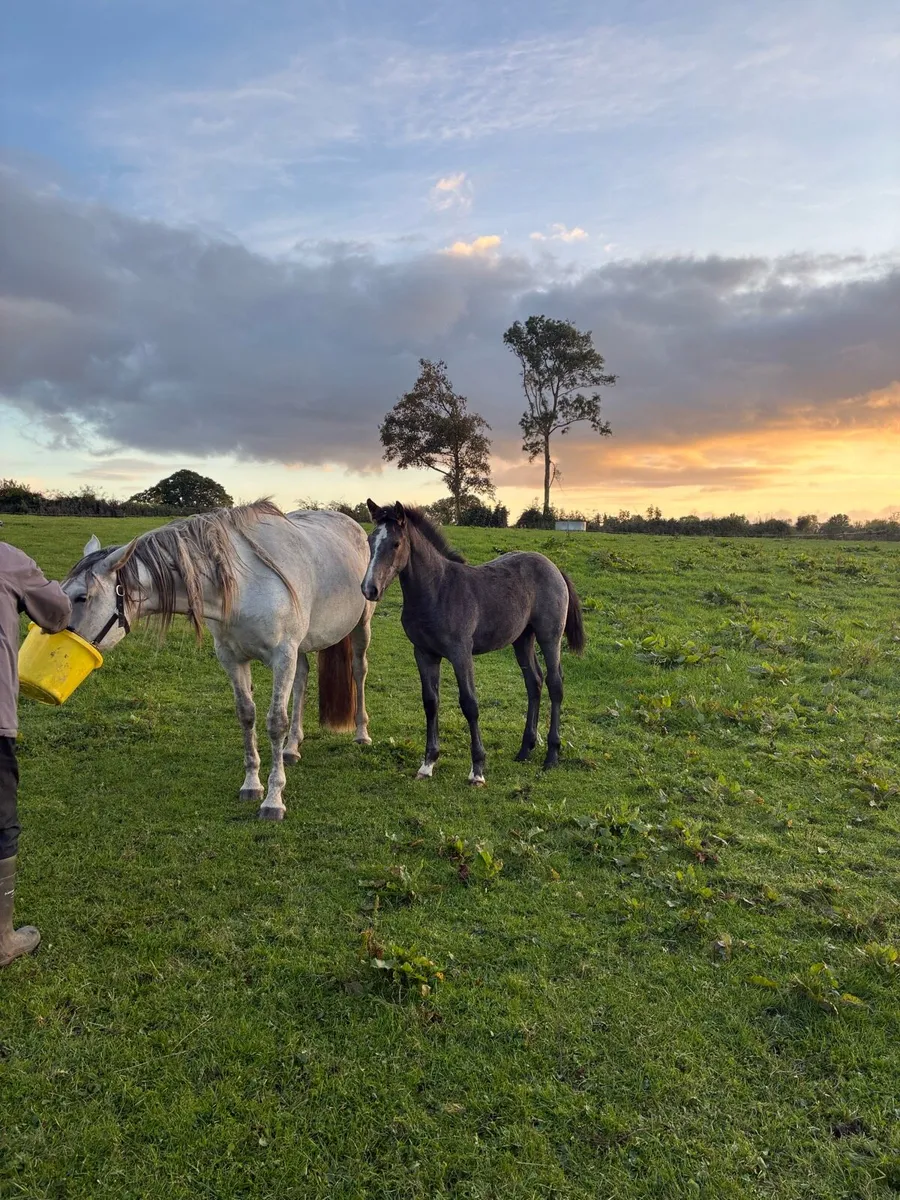 Draught filly foal - Image 4