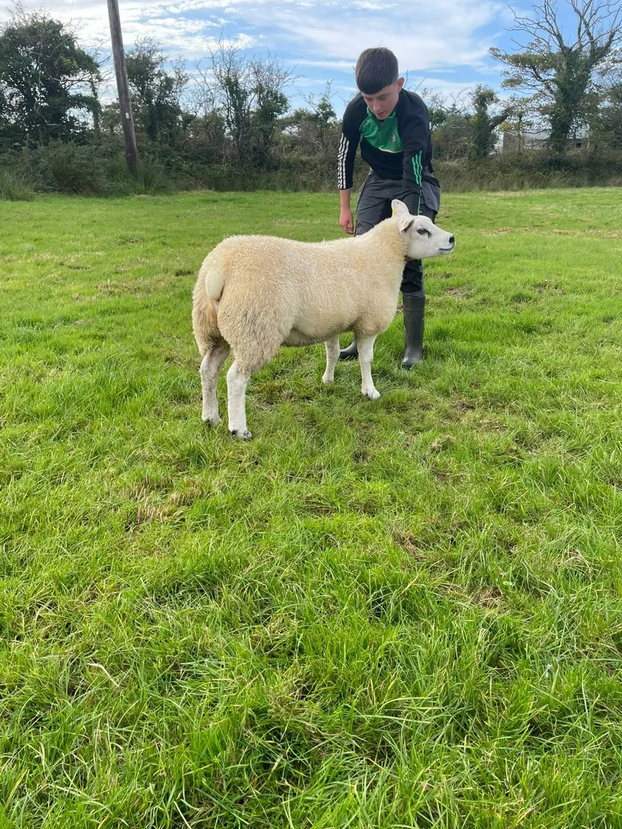 PBNR texel ewe lambs - Image 2