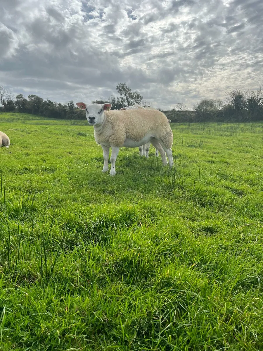 PBNR texel ewe lambs - Image 3