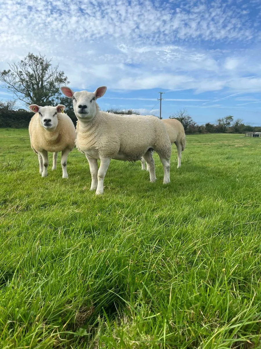 PBNR texel ewe lambs - Image 4