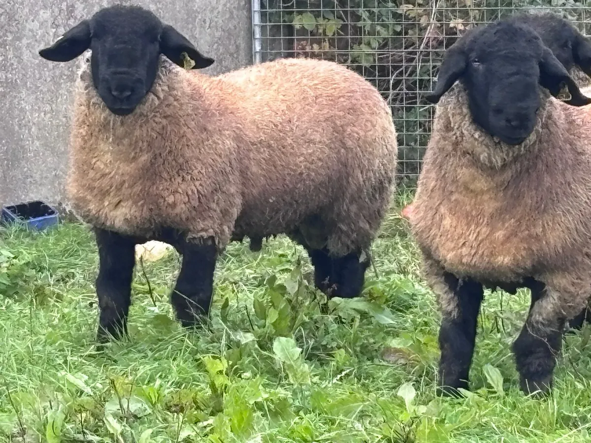 4 P.B.R Suffolk ram lambs for sale - Image 2