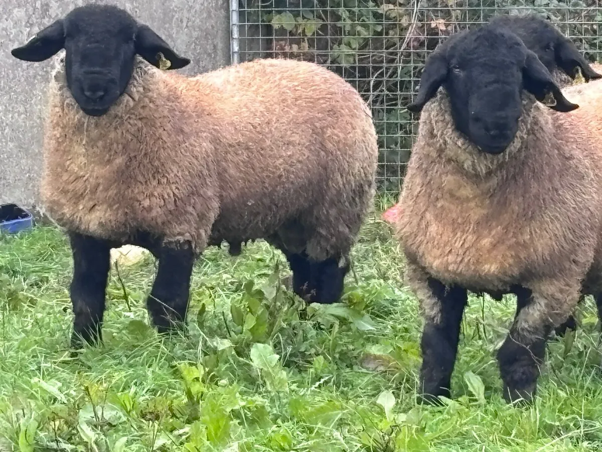 4 P.B.R Suffolk ram lambs for sale - Image 3