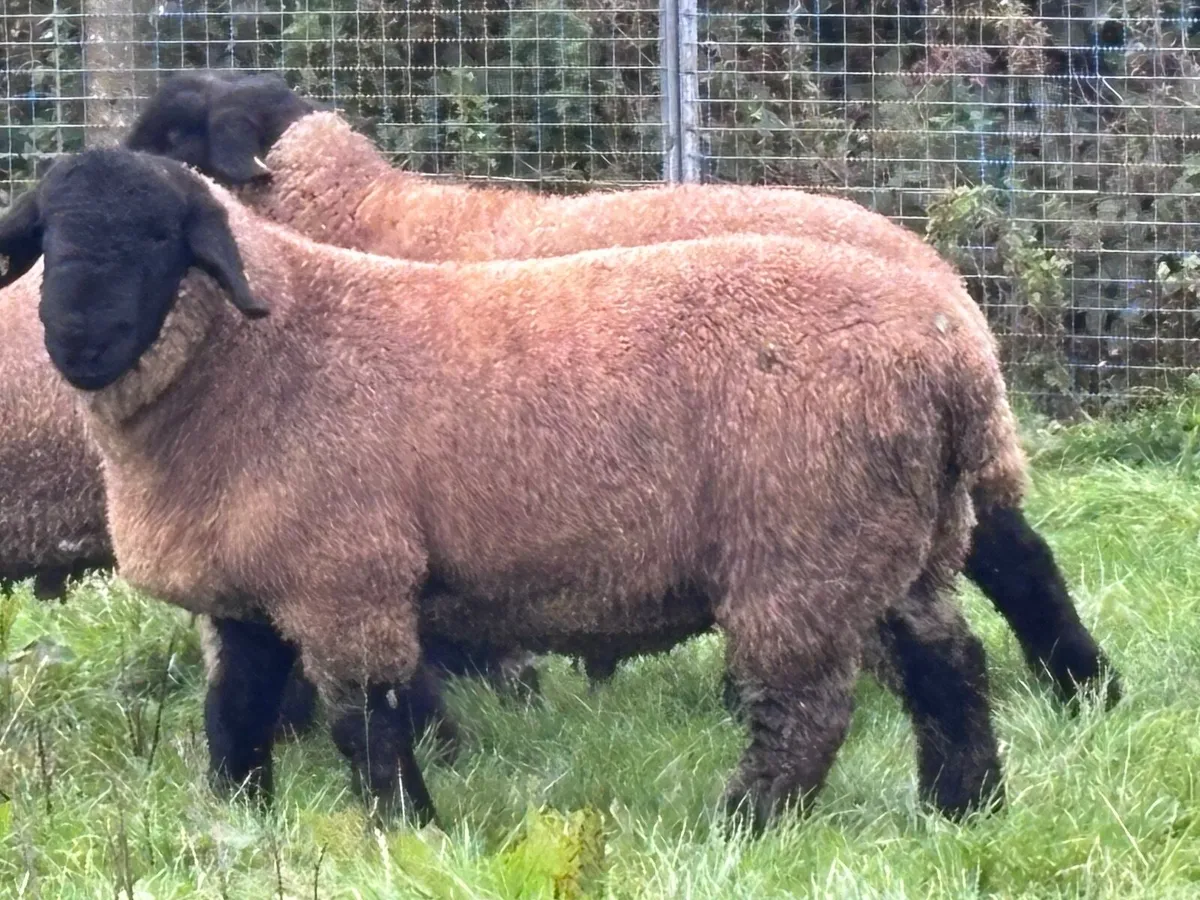 4 P.B.R Suffolk ram lambs for sale - Image 1