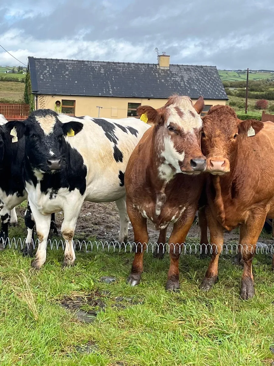 Incalf heifers at Ennis mart Sept 30th - Image 1