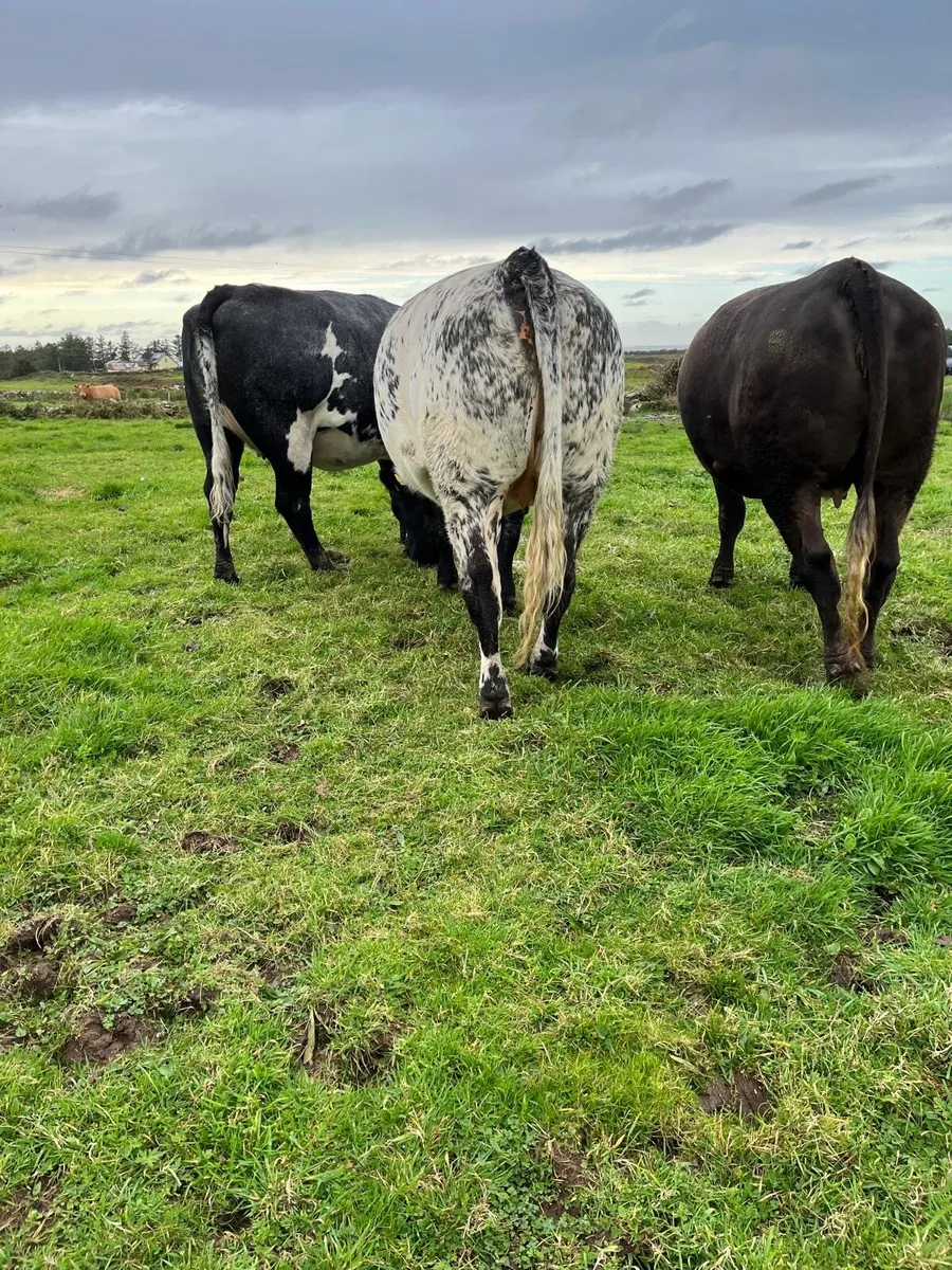 Incalf heifers at Ennis mart Sept 30th - Image 3